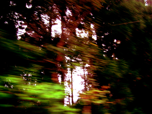 forest3.jpg