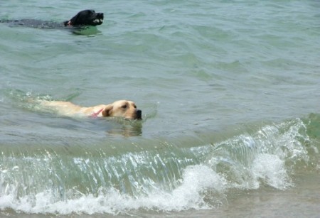 two swiming dogs