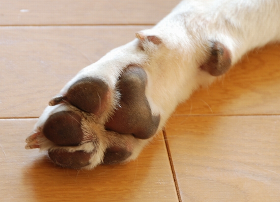 right paw