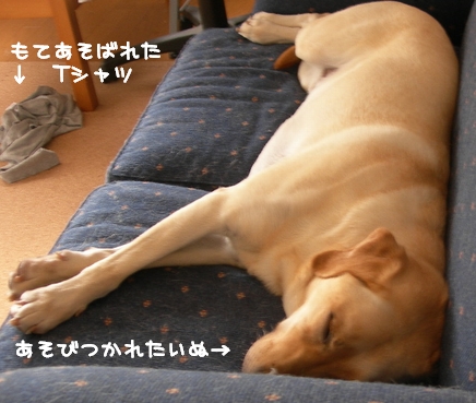dog's life