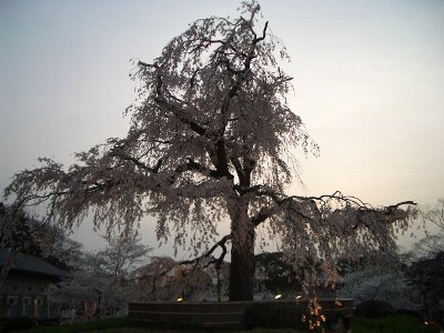 円山公園の桜01