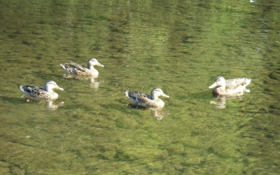 遊泳する鴨