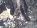 サンシャイン国際水族館　世界一大きなカエル