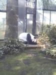 上野動物園　パンダ