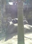上野動物園　ゴリラ