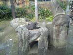 上野動物園　ゴリラ