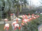 上野動物園　フラミンゴ