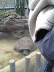 上野動物園　カメ