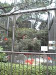 上野動物園　赤い鳥