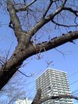 谷津観音の桜の樹
