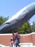 東京国立科学博物館　クジラ