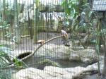 上野動物園　アカカザリフウチョウ