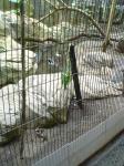 上野動物園　シギ