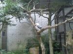 上野動物園　ワライカワセミ