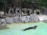 上野動物園　ケープペンギン　ゼニガタアザラシ