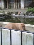 上野動物園　カピバラ