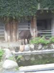 上野動物園　バク