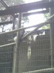 上野動物園　アビシニアコロブス