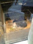 上野動物園　ウサギ