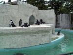 上野動物園　ケープペンギン