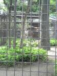 上野動物園　オカピ