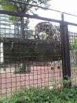 上野動物園　キリン