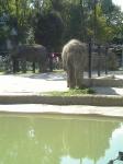 上野動物園　ゾウ