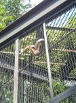 上野動物園　サル
