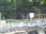 上野動物園　バイソン
