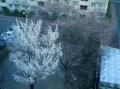 桜開花（2007年3月29日）