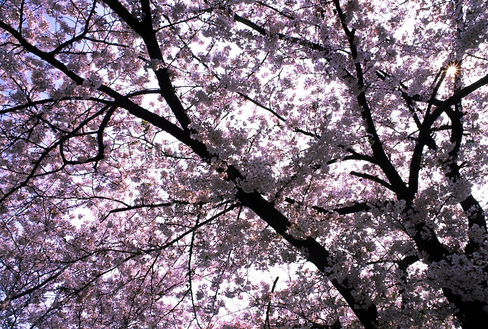 幻桜