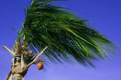 ラパス　椰子の木