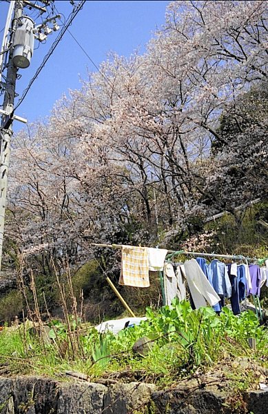 桜と洗濯