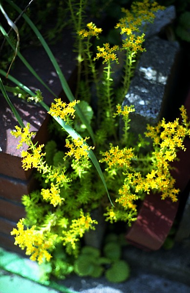 黄色お花が咲いてましたのさ。サンサンサンシャインの下で綺麗に咲いてたのサ